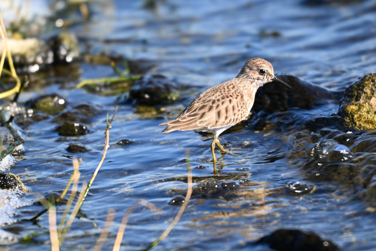 Least Sandpiper - ML644530444
