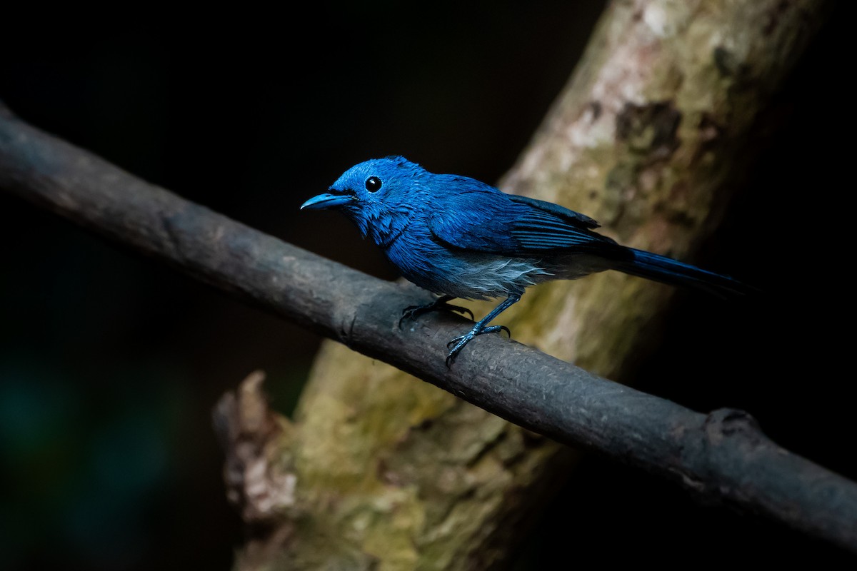 Black-naped Monarch - ML644530445