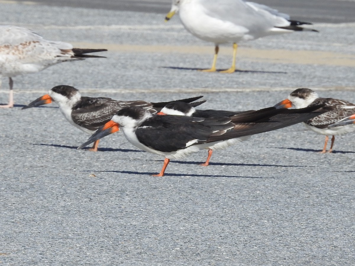 Black Skimmer - ML644530450