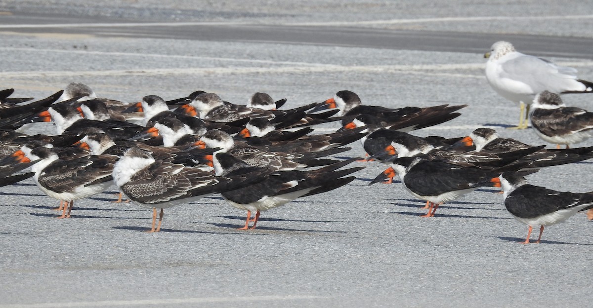 Black Skimmer - ML644530451