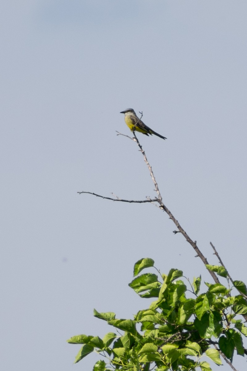 Tropical Kingbird - ML644530455