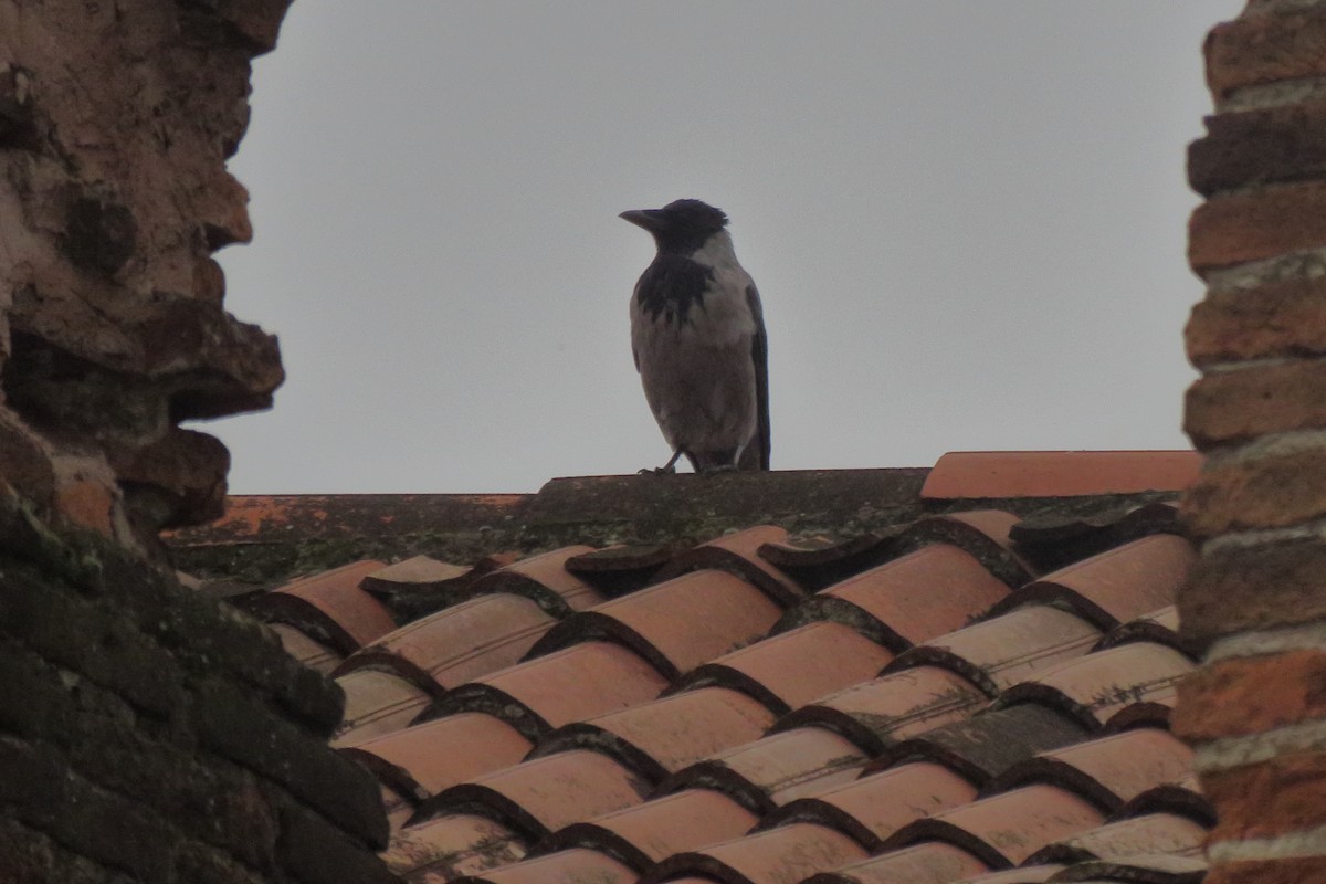 Hooded Crow - ML644530476
