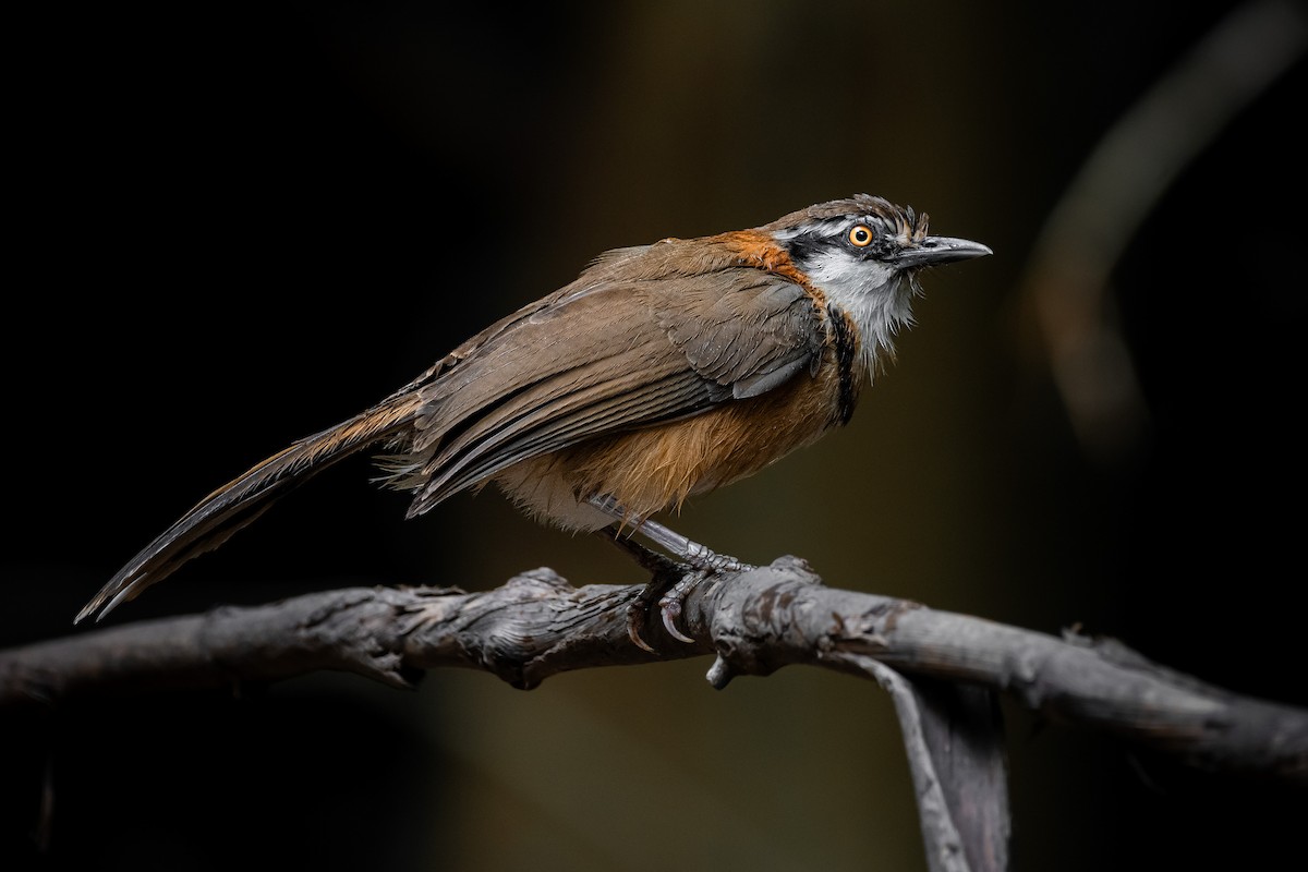 Lesser Necklaced Laughingthrush - ML644530477