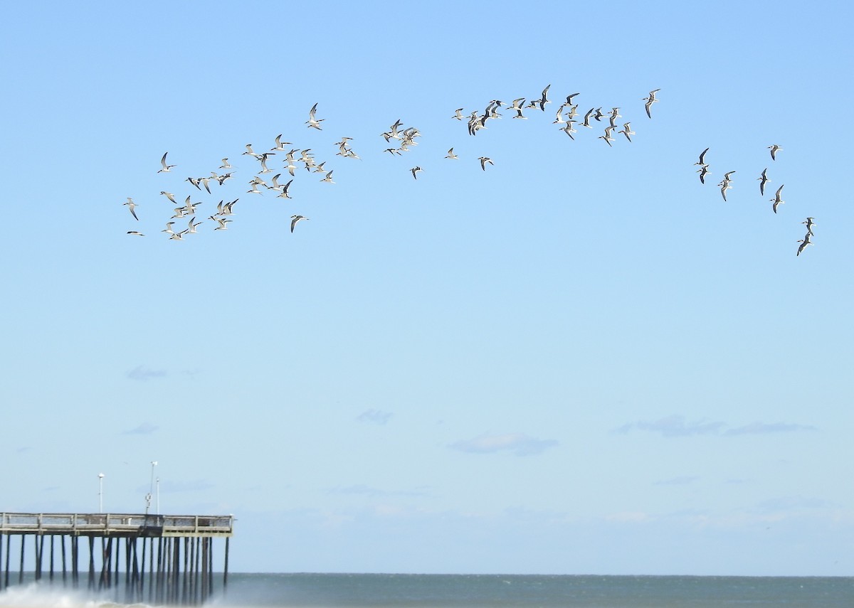 Black Skimmer - ML644530478