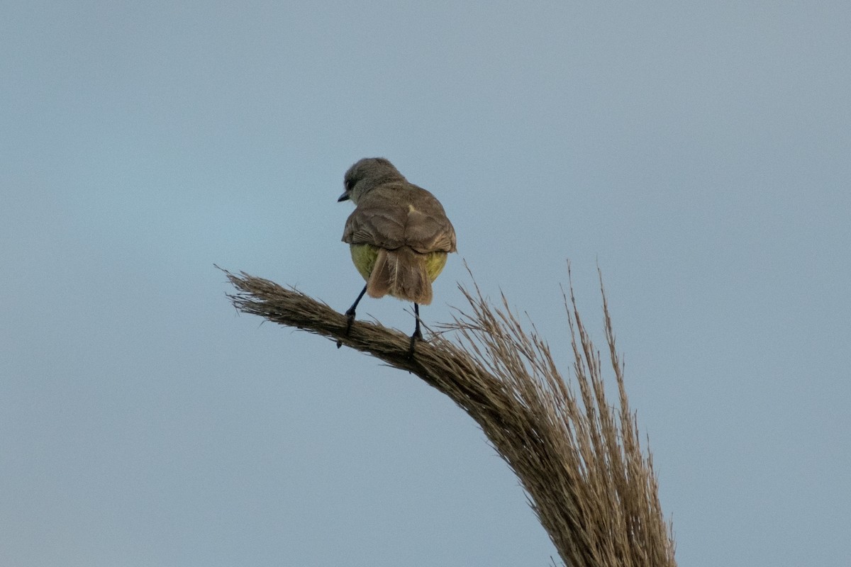 Cattle Tyrant - ML644530482