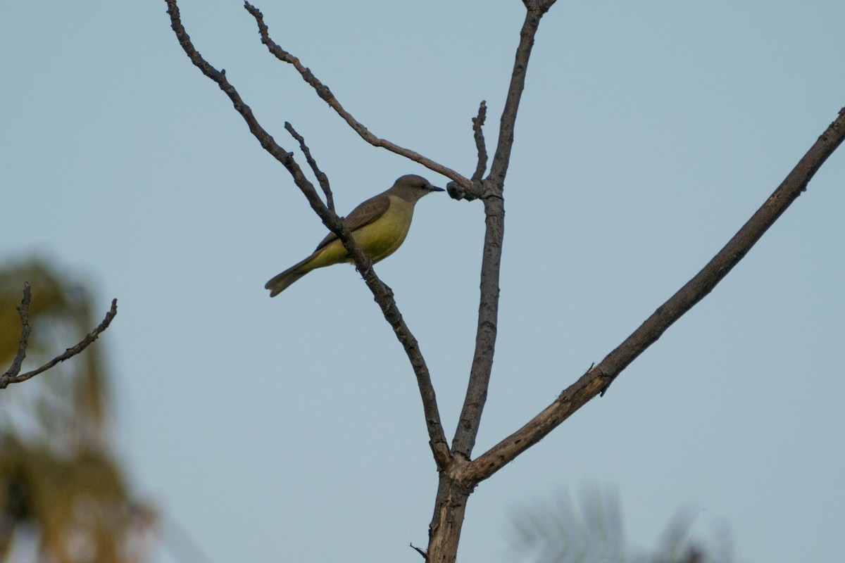 Cattle Tyrant - ML644530485