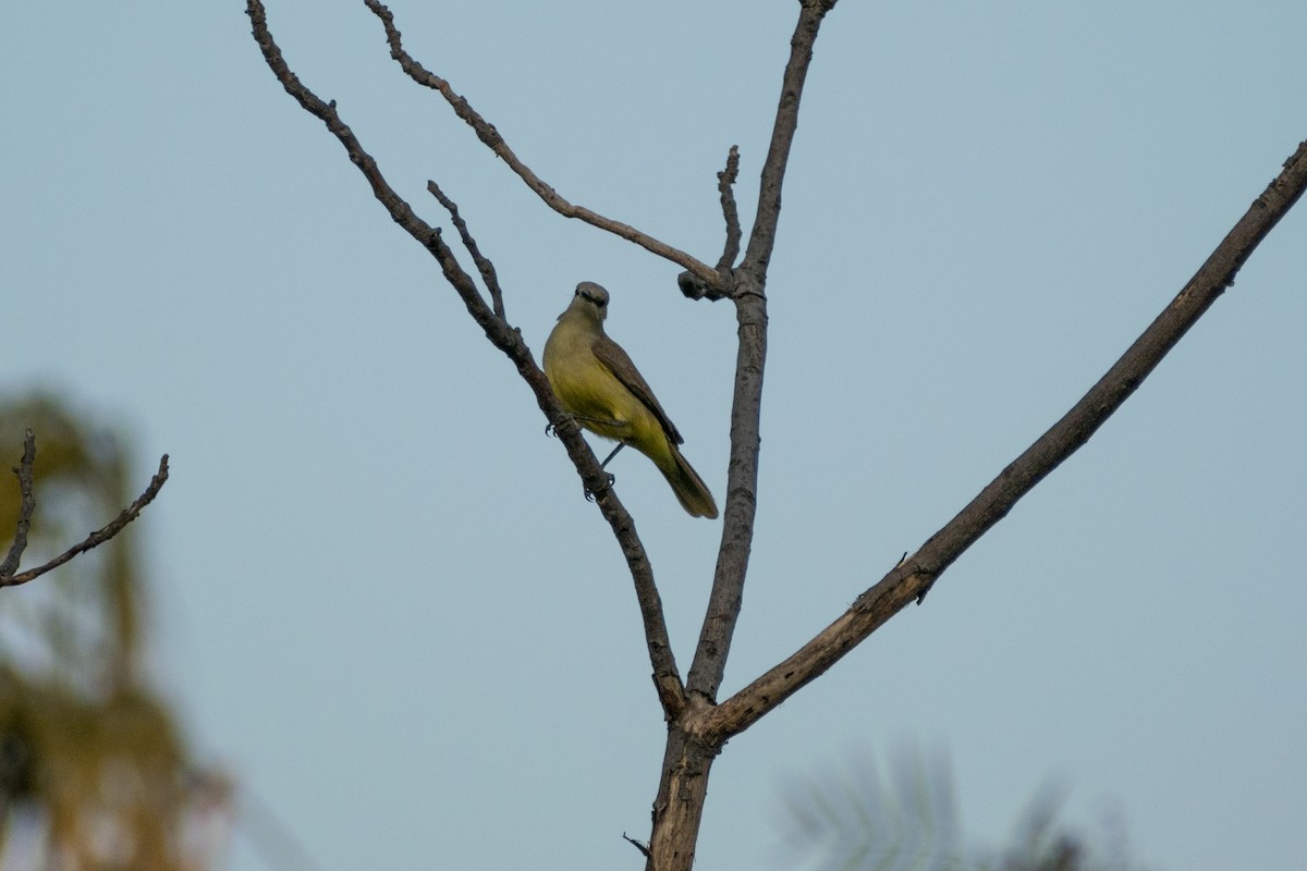 Cattle Tyrant - ML644530486