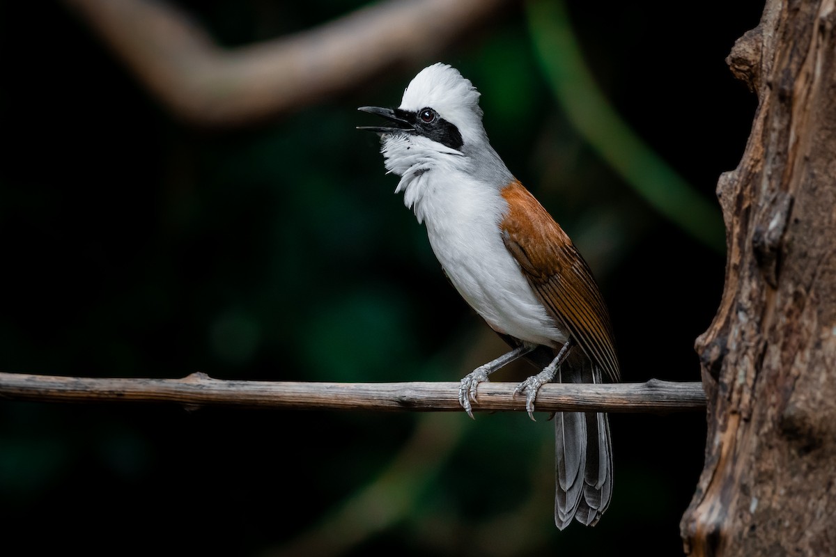White-crested Laughingthrush - ML644530491