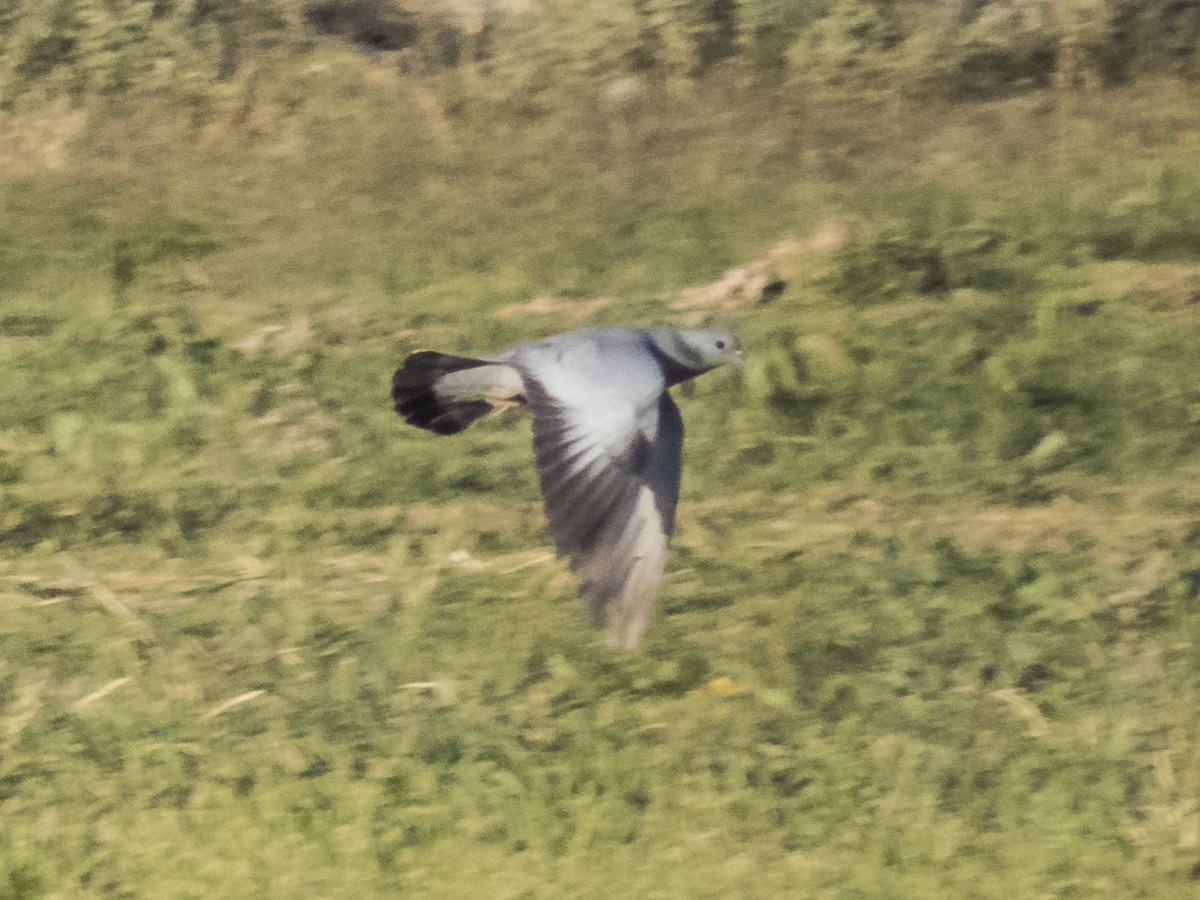 skogdue - ML644530497