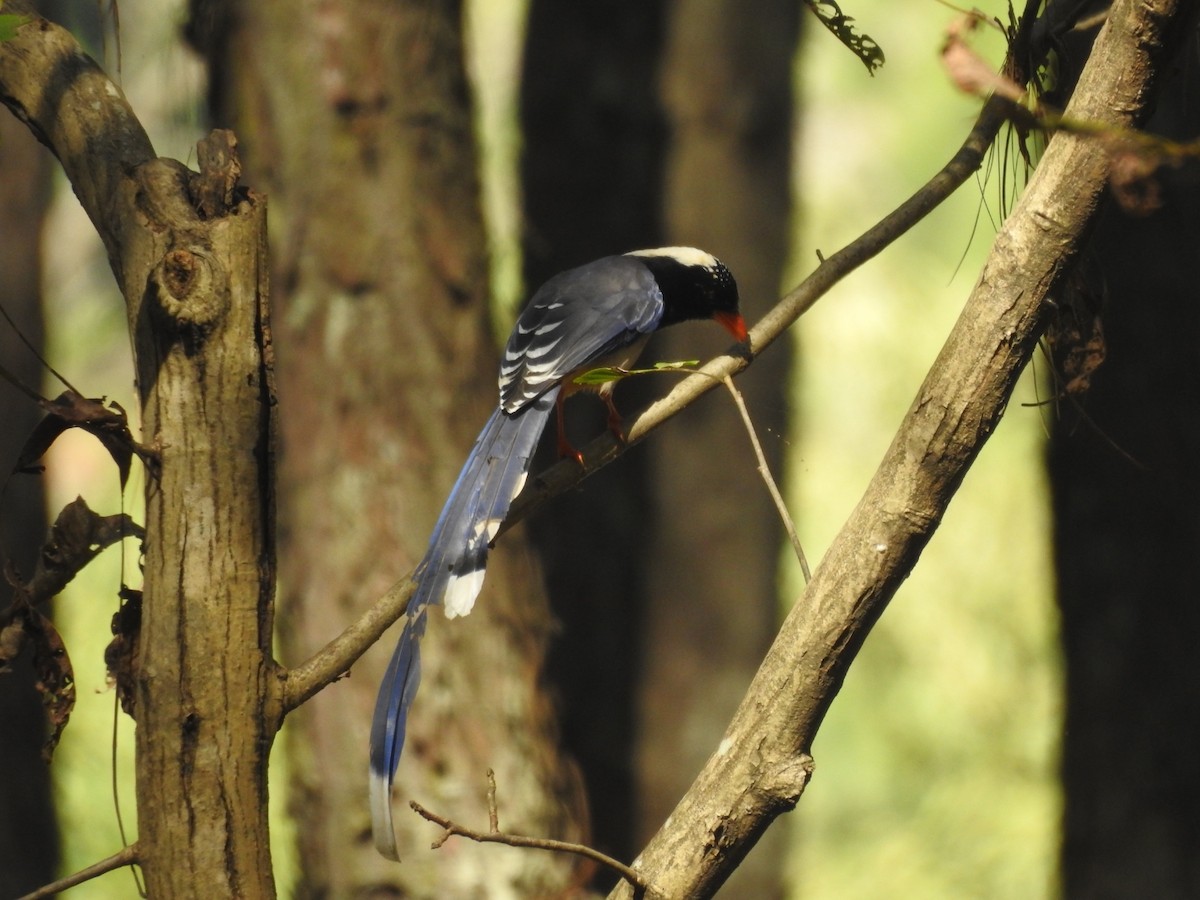 サンジャク - ML644530499