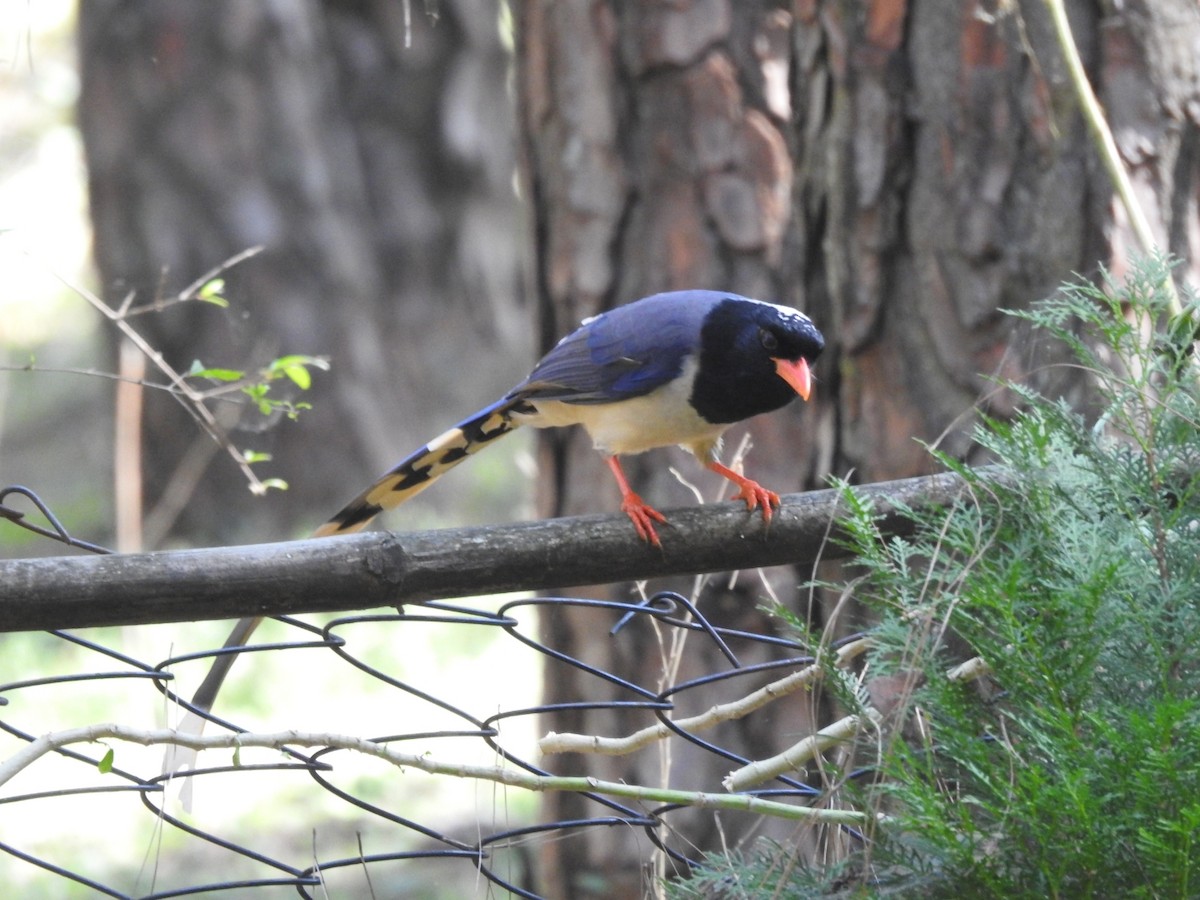 サンジャク - ML644530500