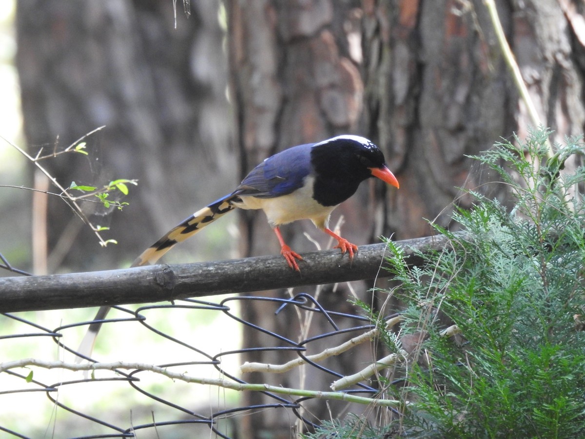 サンジャク - ML644530501