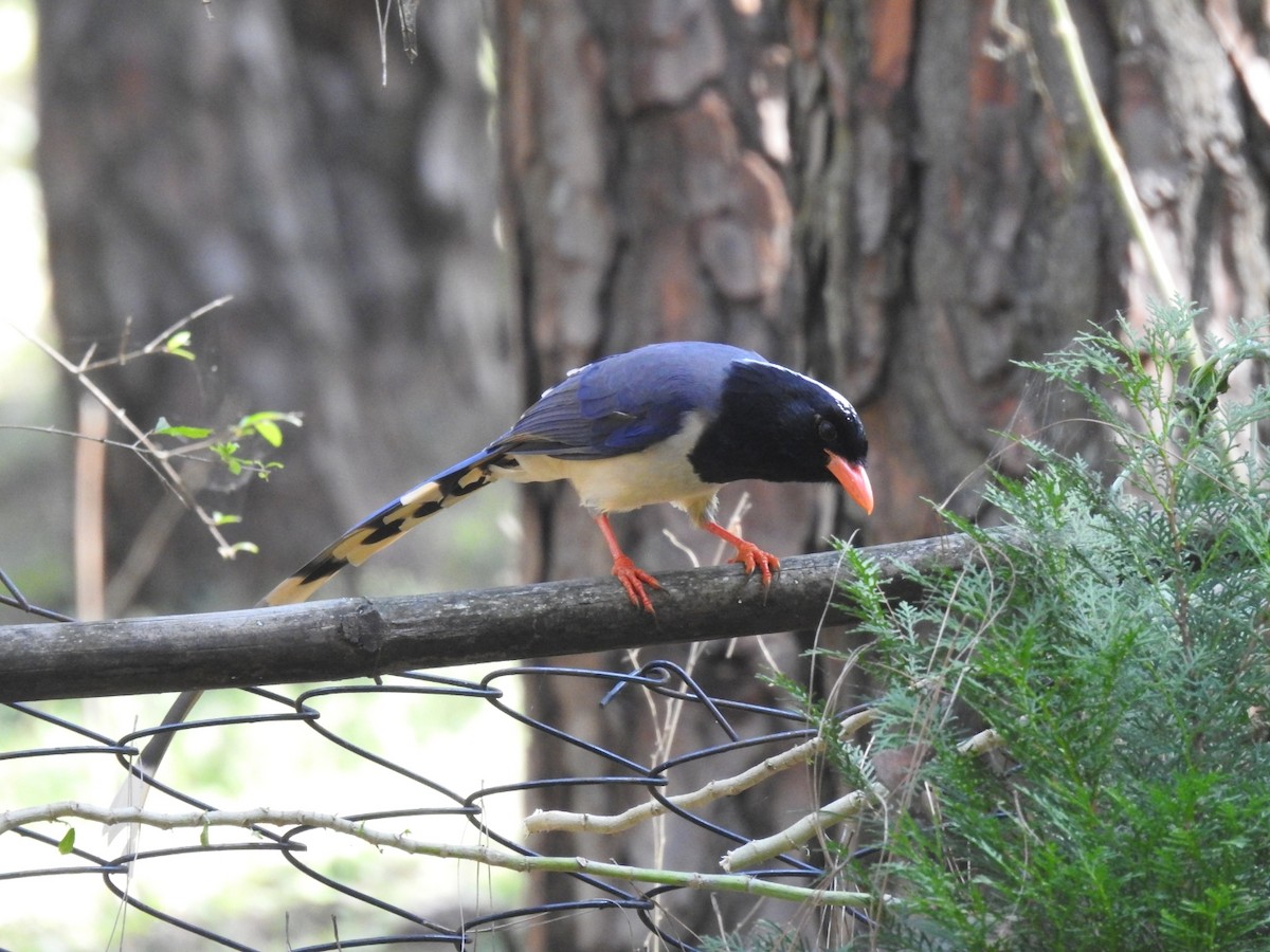 サンジャク - ML644530502