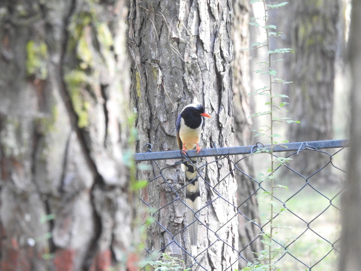 サンジャク - ML644530503