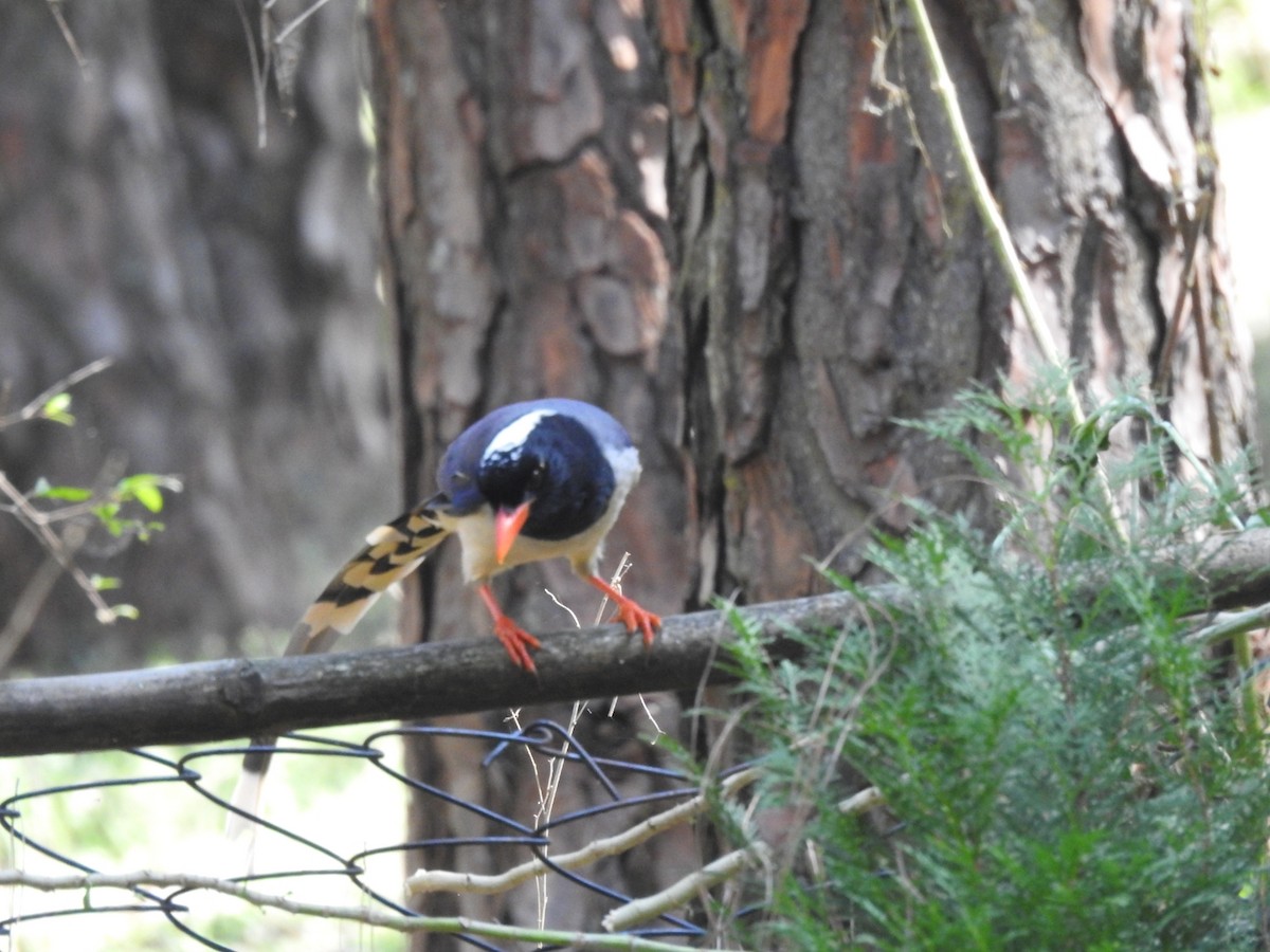 サンジャク - ML644530504