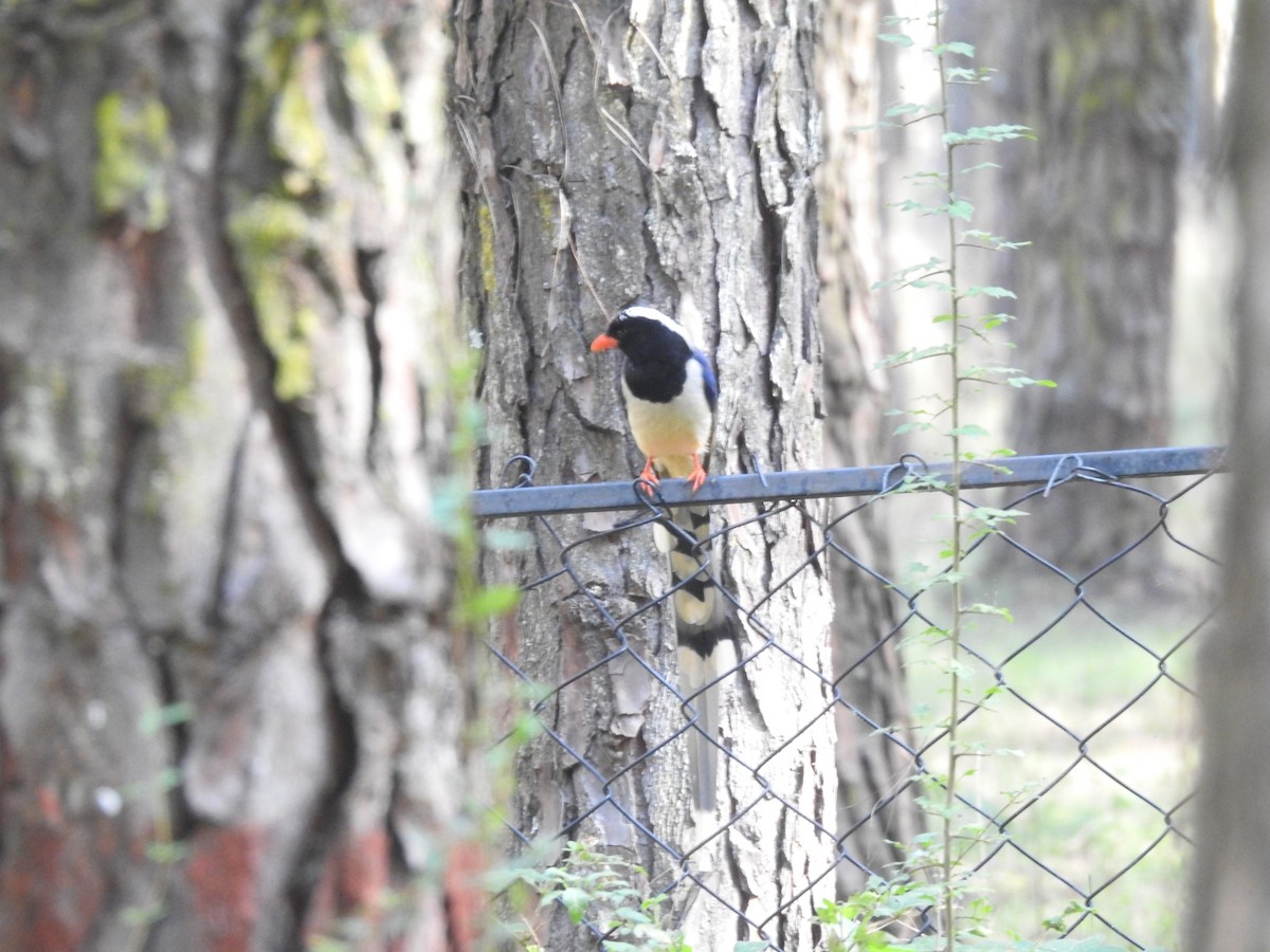 サンジャク - ML644530505