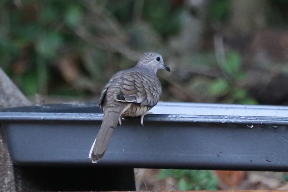 Colombe inca - ML644530508