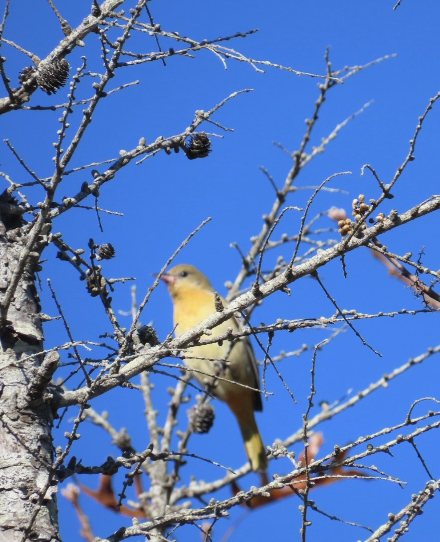 Baltimore Oriole - ML644530511
