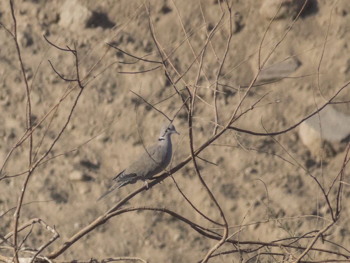 Eurasian Collared-Dove - ML644530514