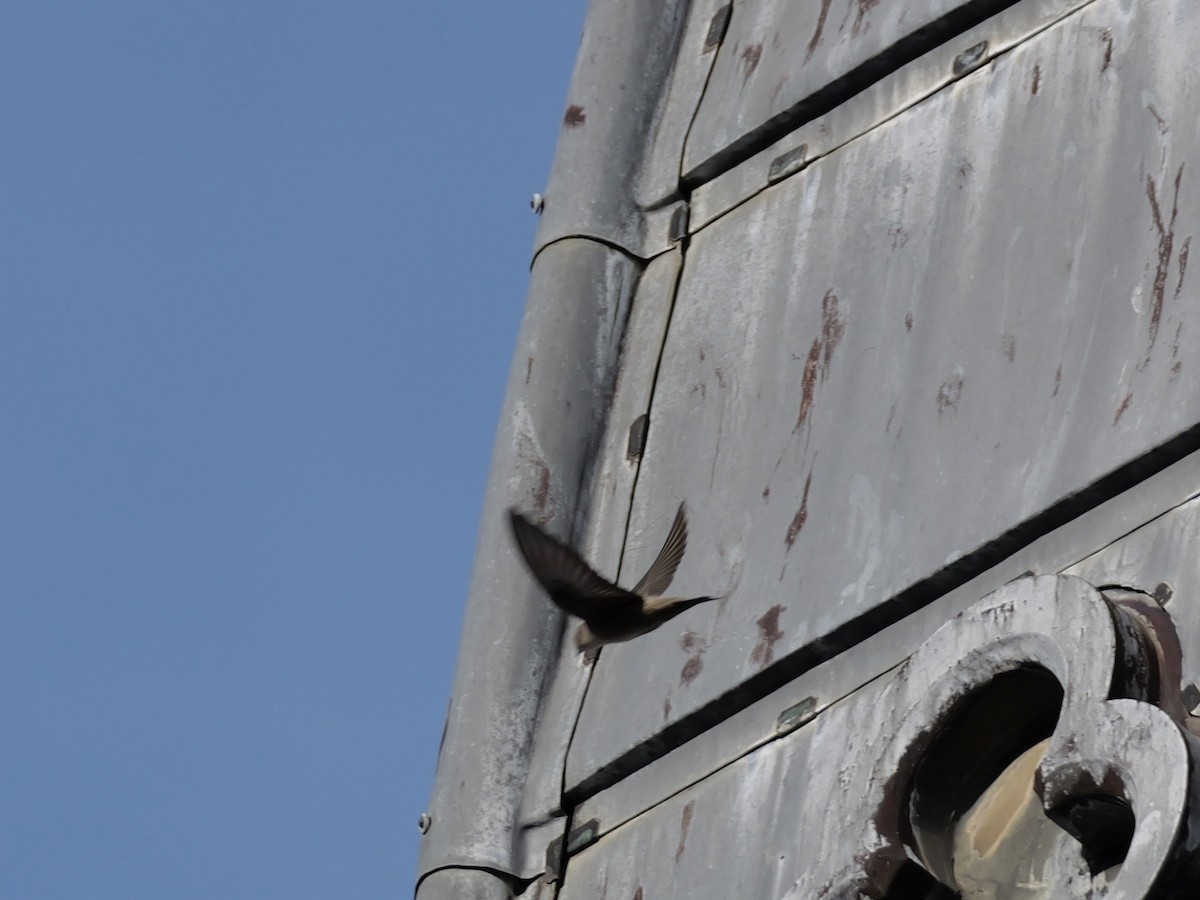 チャイロツバメ - ML644530517