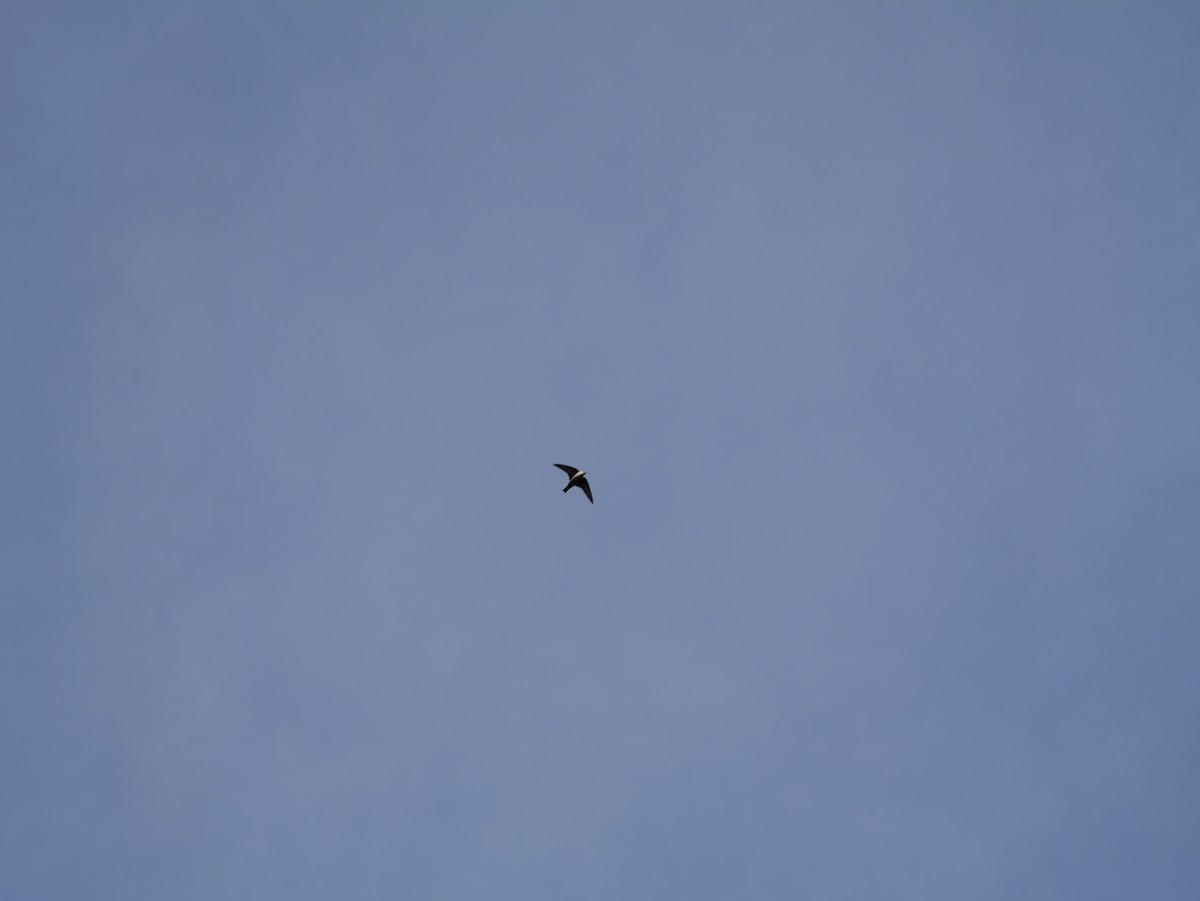 チャイロツバメ - ML644530518