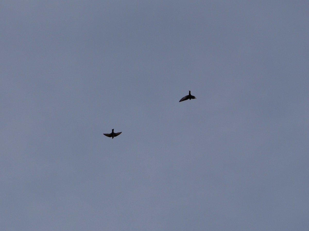 チャイロツバメ - ML644530519