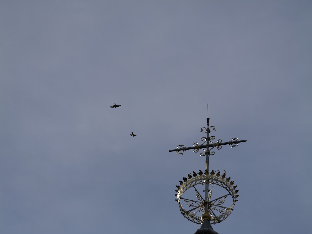 チャイロツバメ - ML644530520