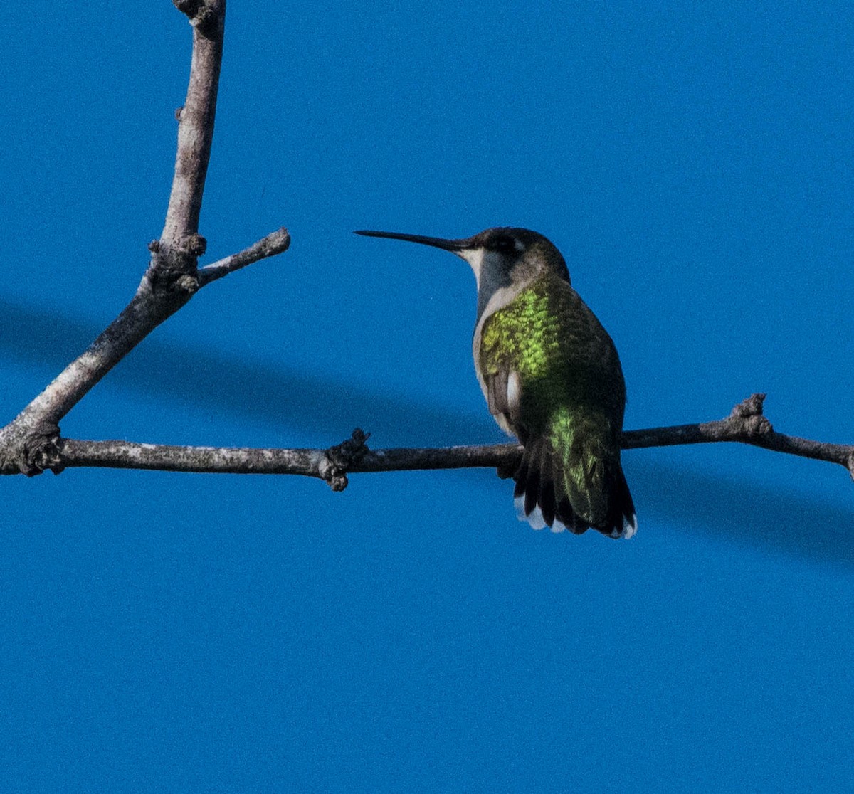 Ruby-throated Hummingbird - ML644530521