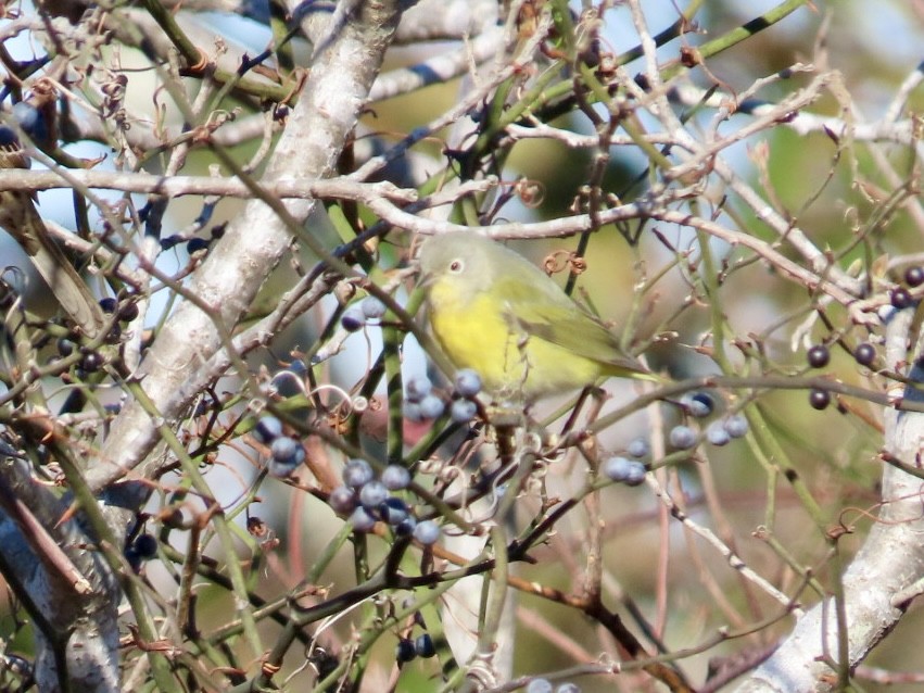 Nashville Warbler - ML644530528