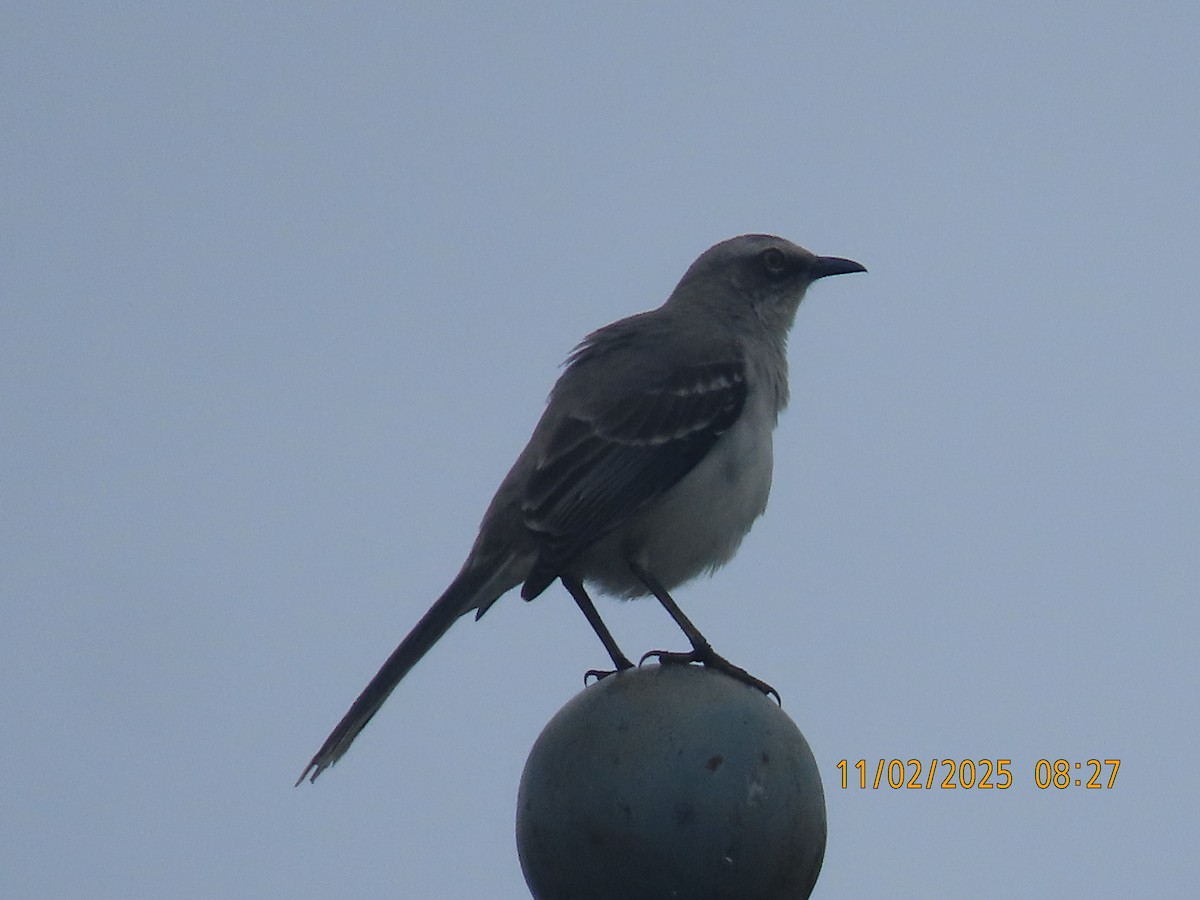 Tropical Mockingbird - ML644530531