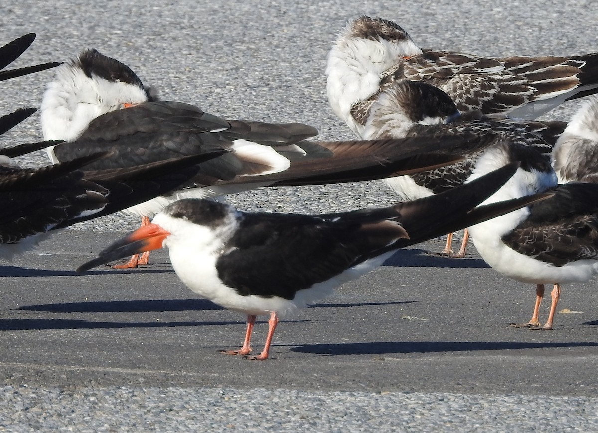 Black Skimmer - ML644530534