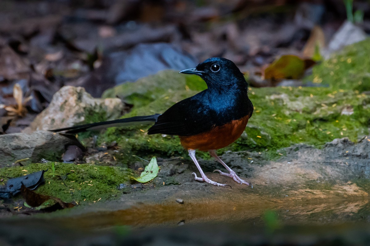 White-rumped Shama - ML644530549