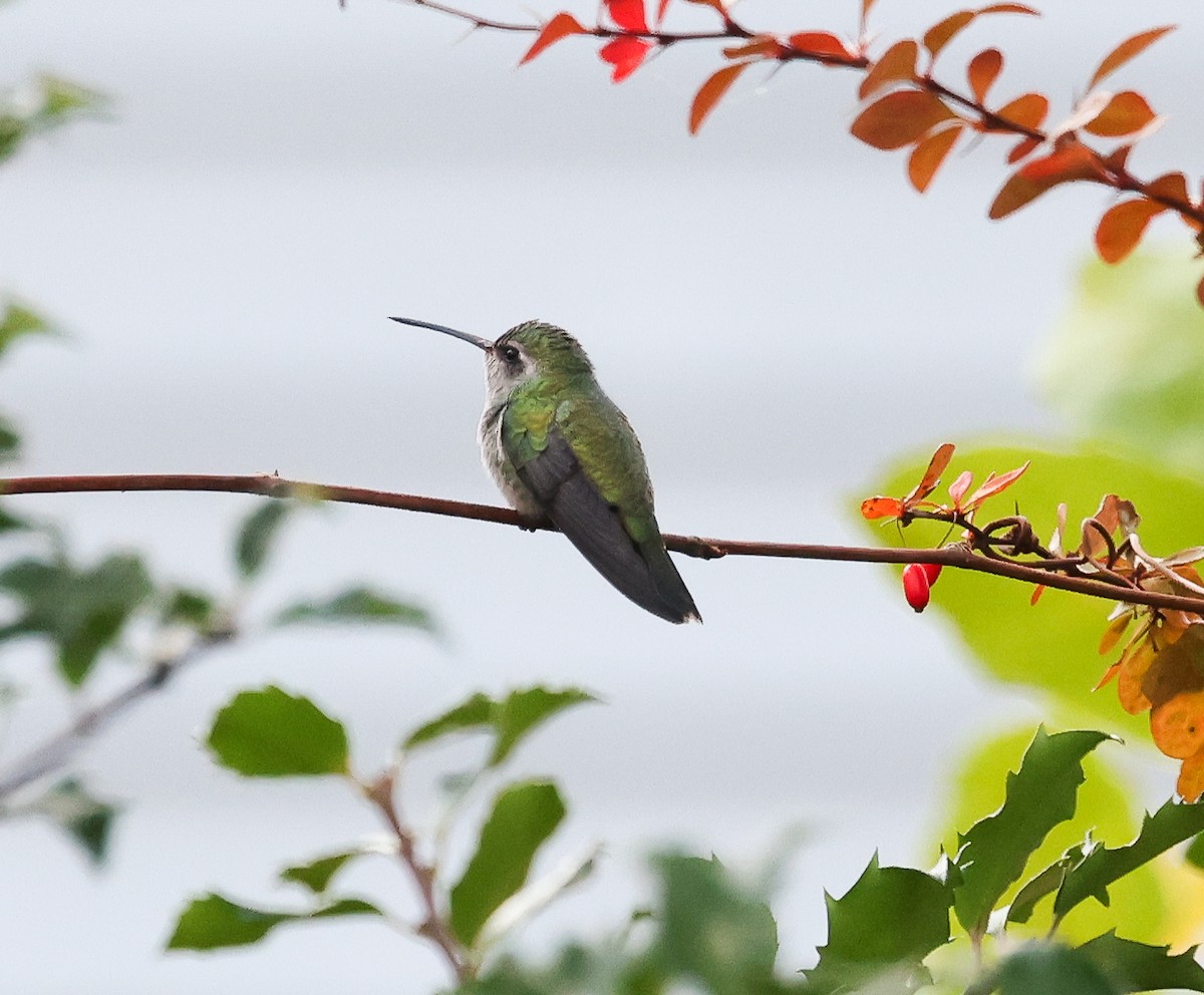 Broad-billed Hummingbird - ML644530550