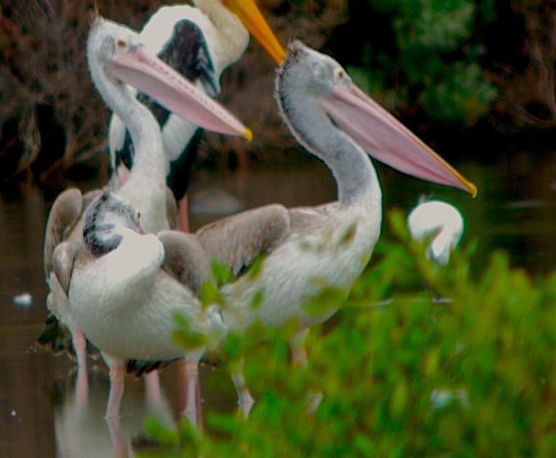 Пестроклювый пеликан - ML644530551