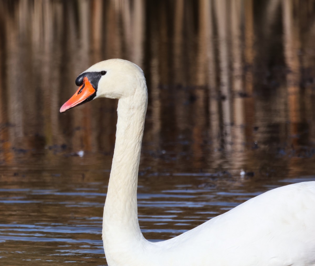 Mute Swan - ML644530552