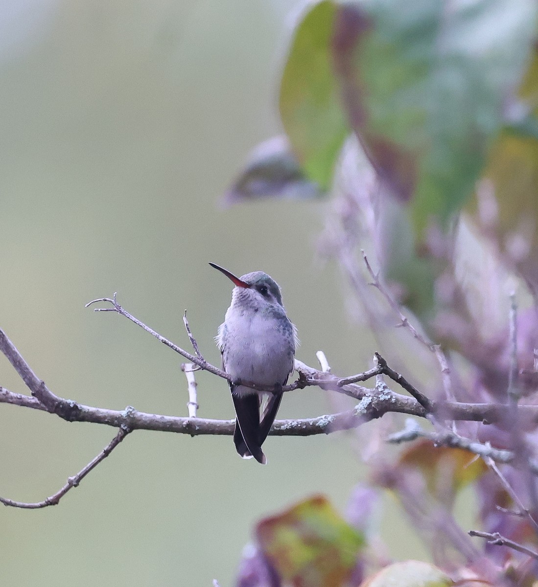 Broad-billed Hummingbird - ML644530557
