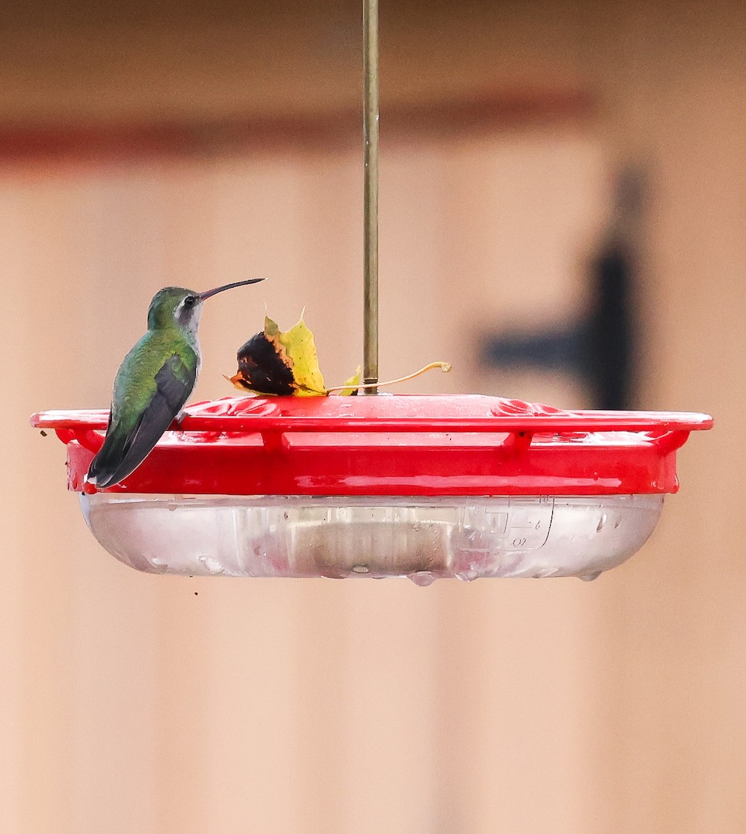 Broad-billed Hummingbird - ML644530569