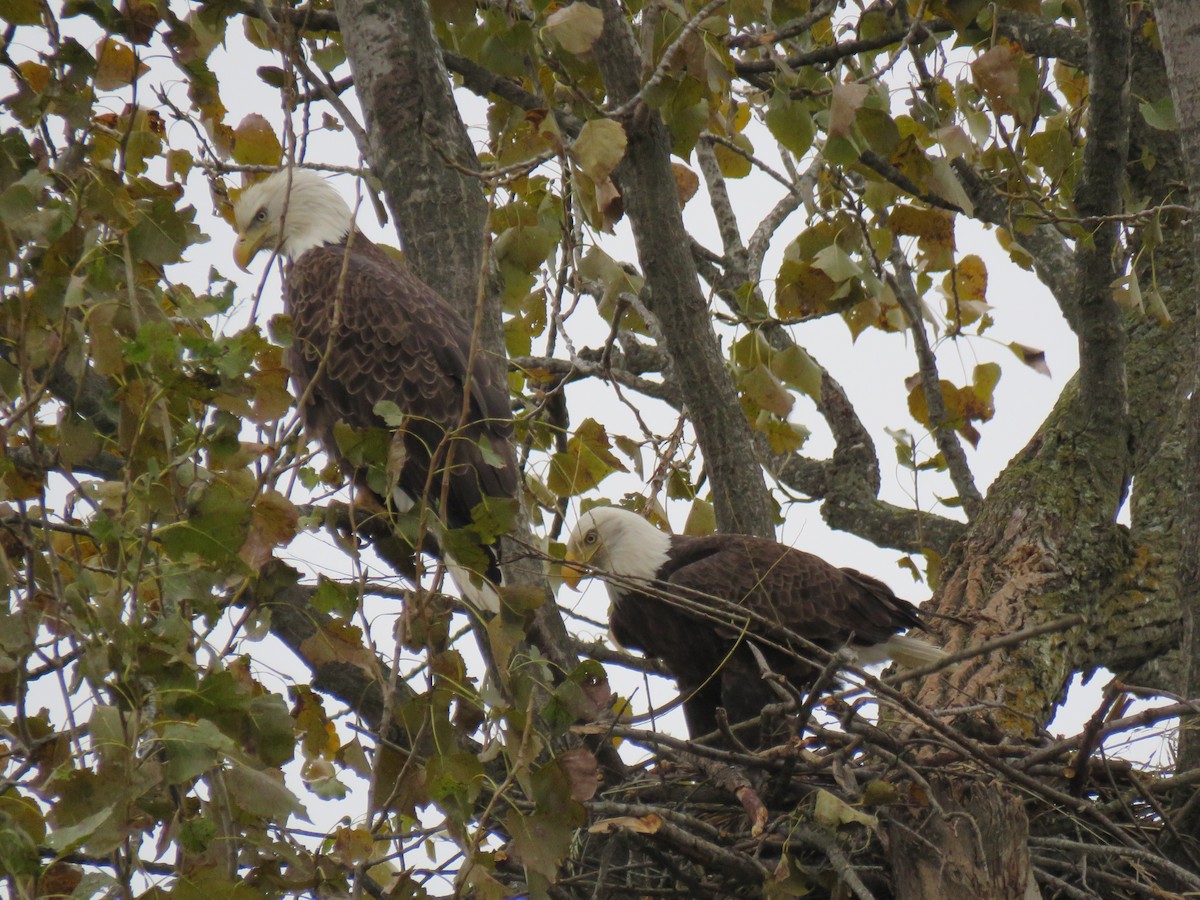 Орлан білоголовий - ML644530574