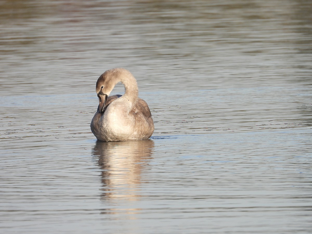Mute Swan - ML644530575