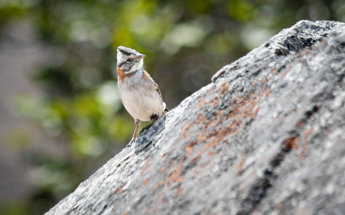 Rufous-collared Sparrow - ML644530576
