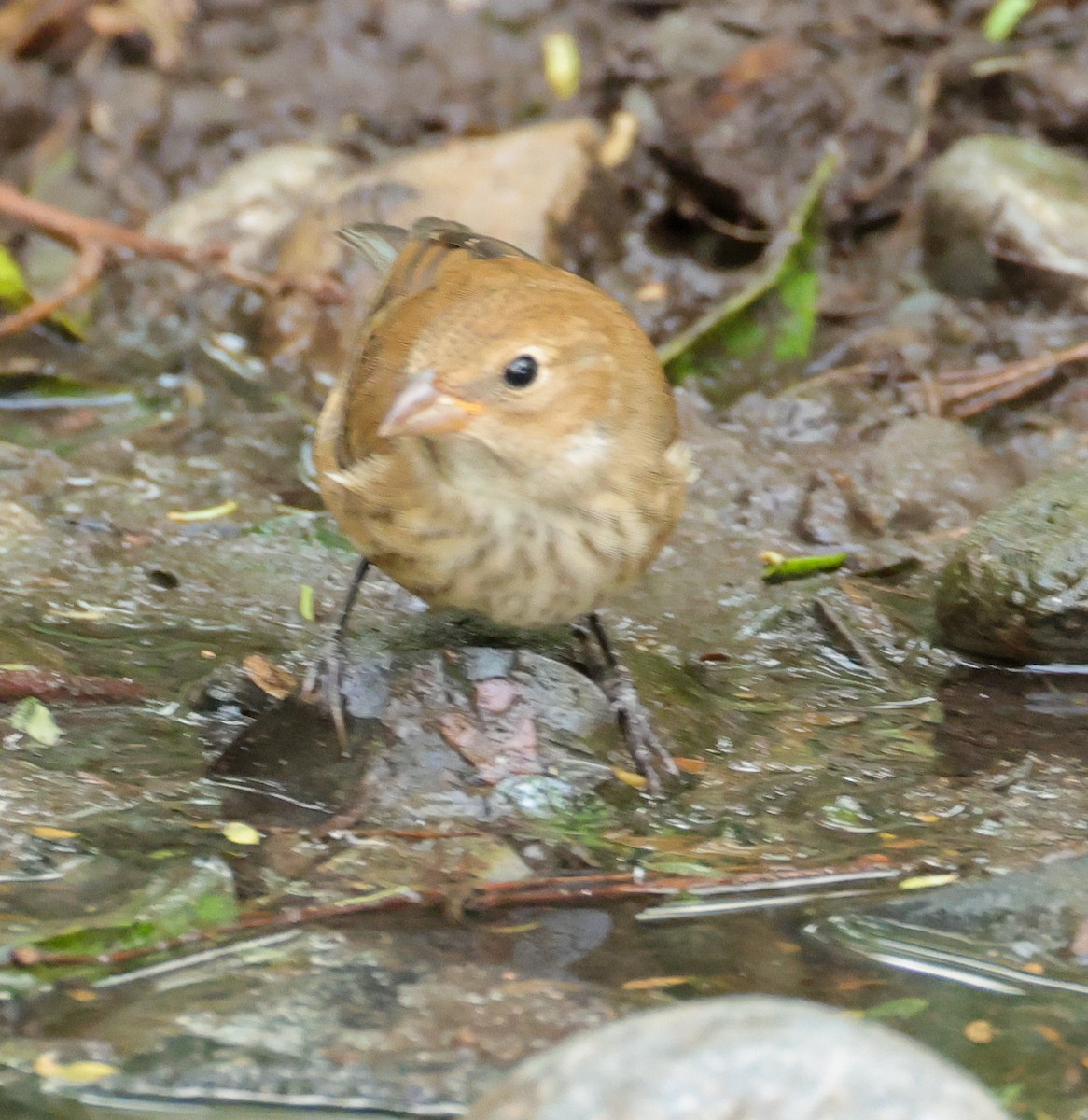 Indigo Bunting - ML644530577
