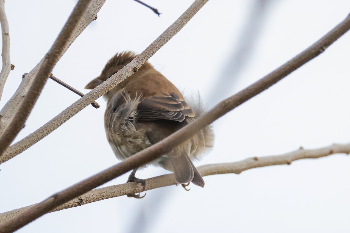 Indigo Bunting - ML644530578