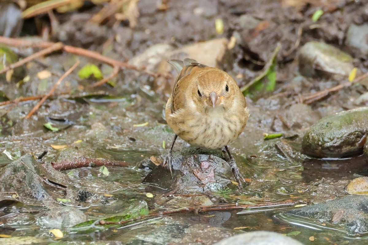 Indigo Bunting - ML644530579
