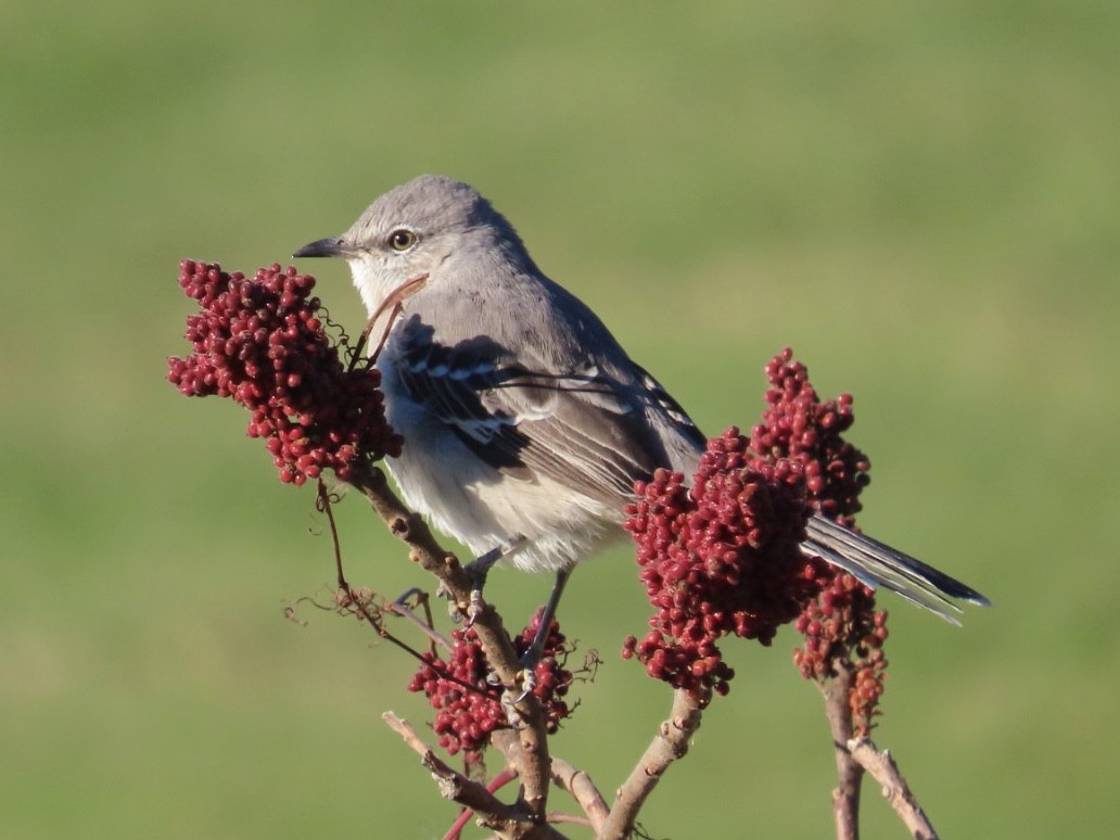 Northern Mockingbird - ML644530596