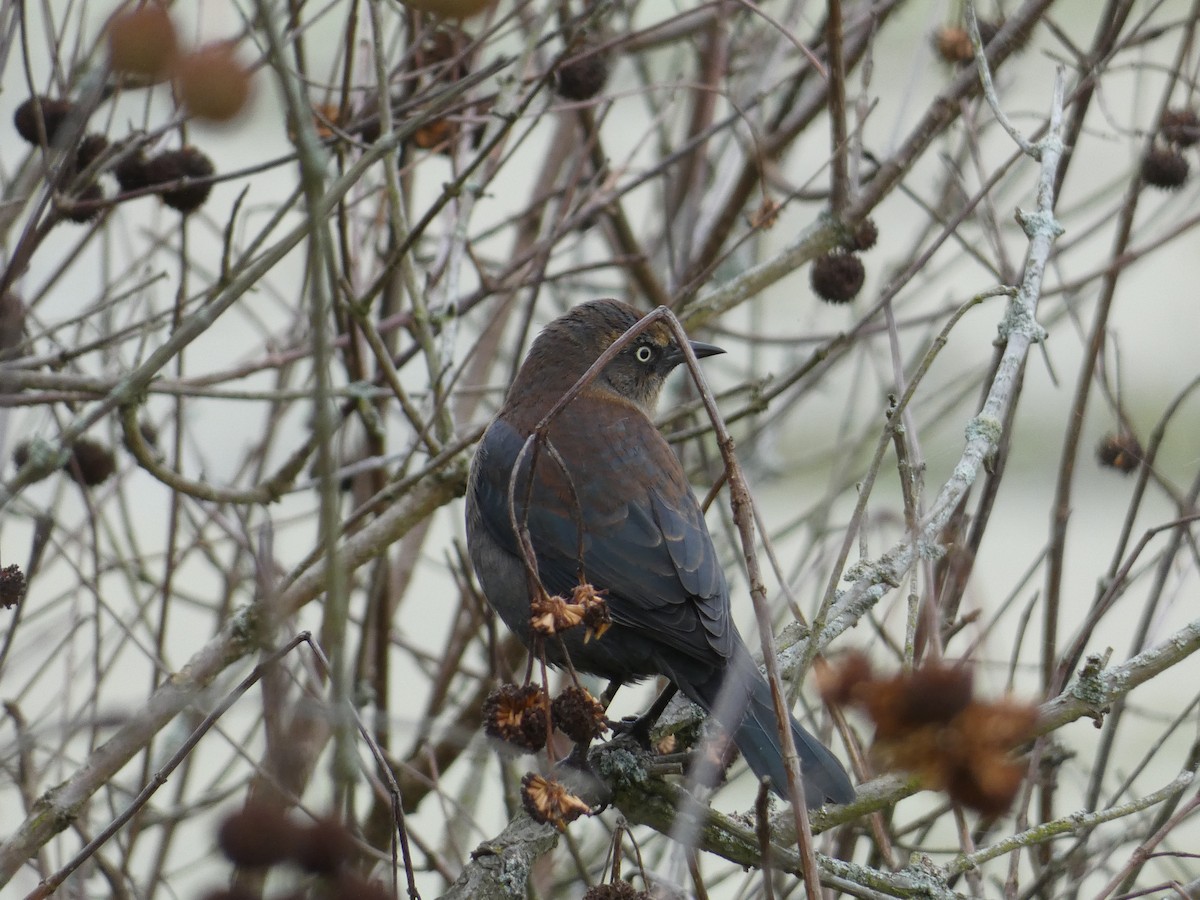 Rusty Blackbird - ML644530609
