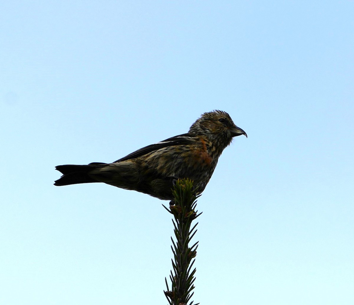 White-winged Crossbill - ML644530623