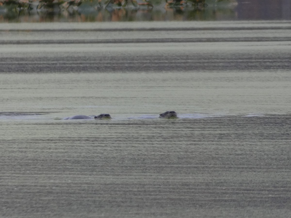 North American River Otter - ML644530631