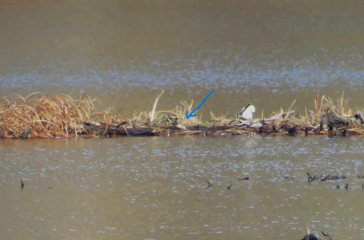 Long-billed Dowitcher - ML644530632