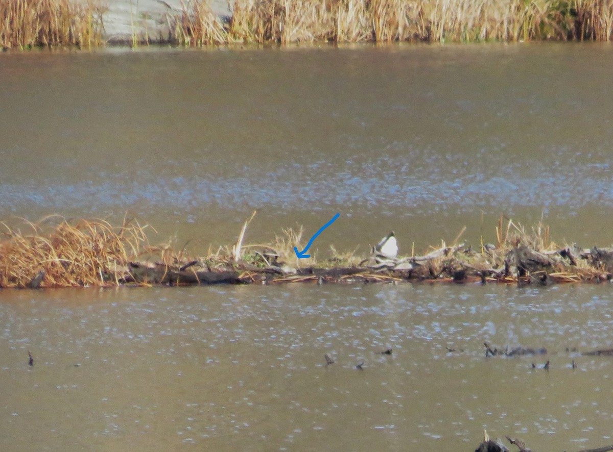 Long-billed Dowitcher - ML644530644
