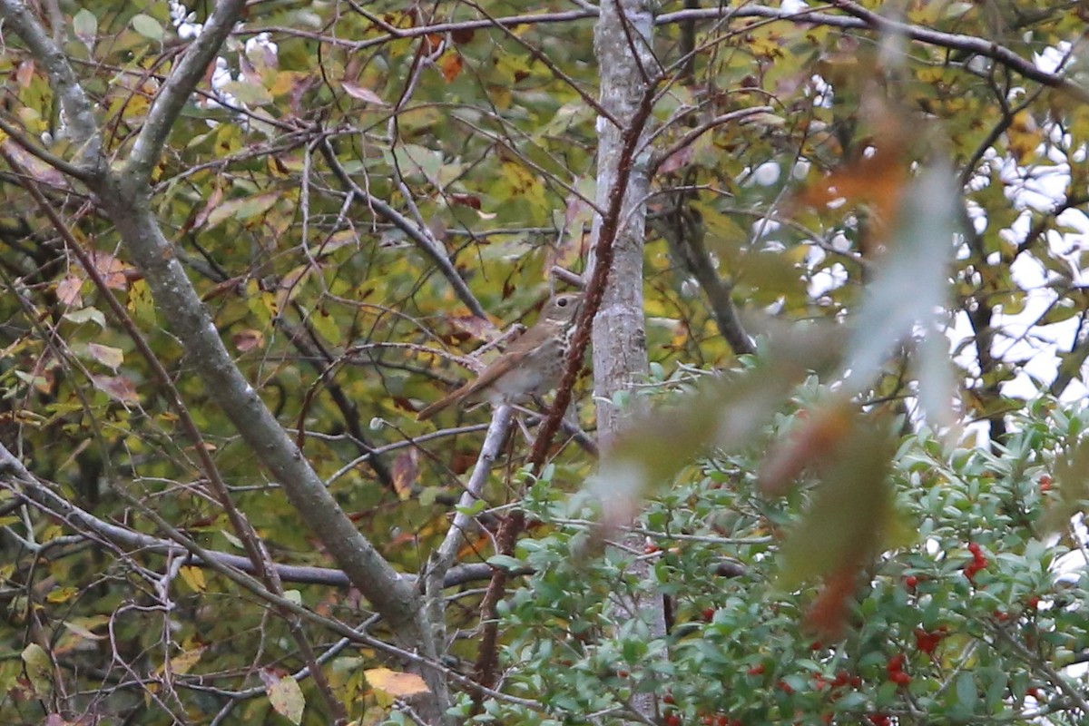 Grive solitaire - ML644530652